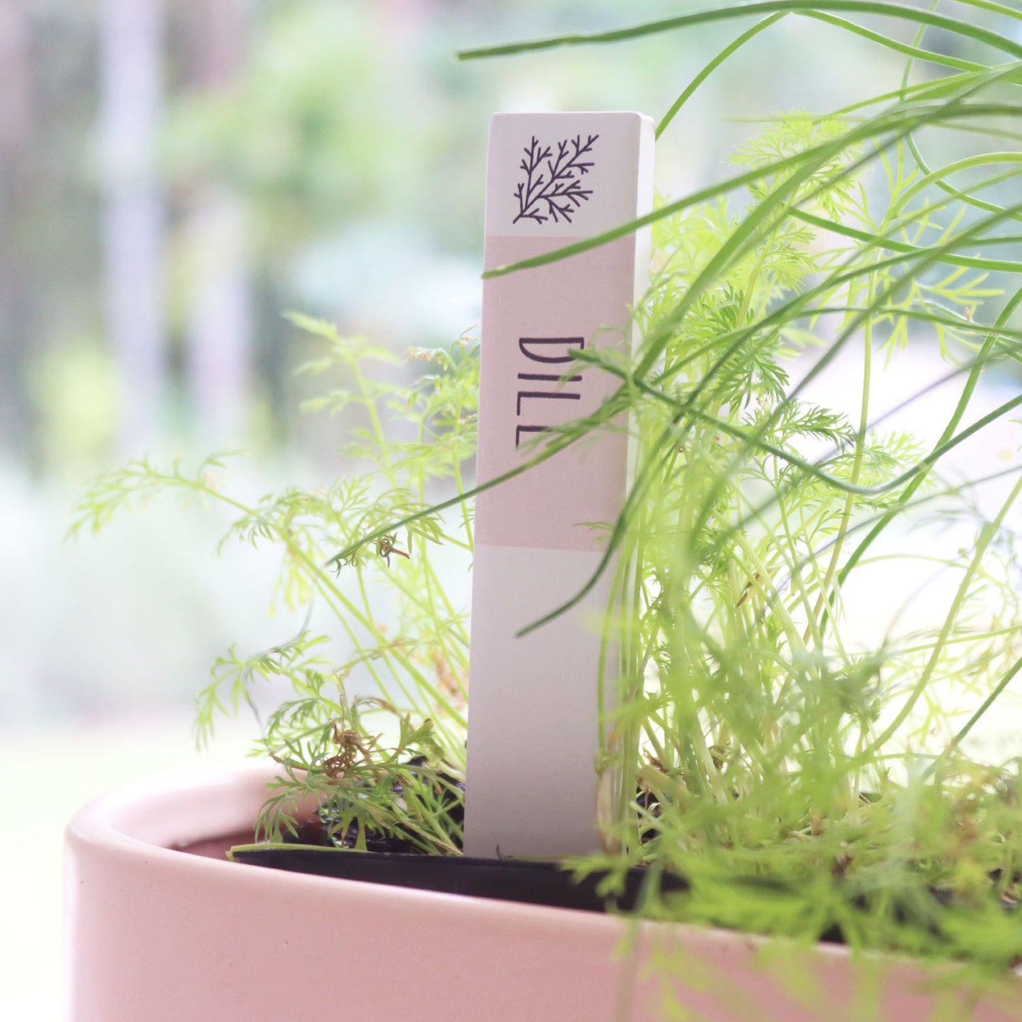 SPLOSH HOME GROWN HERB LABEL - DILL