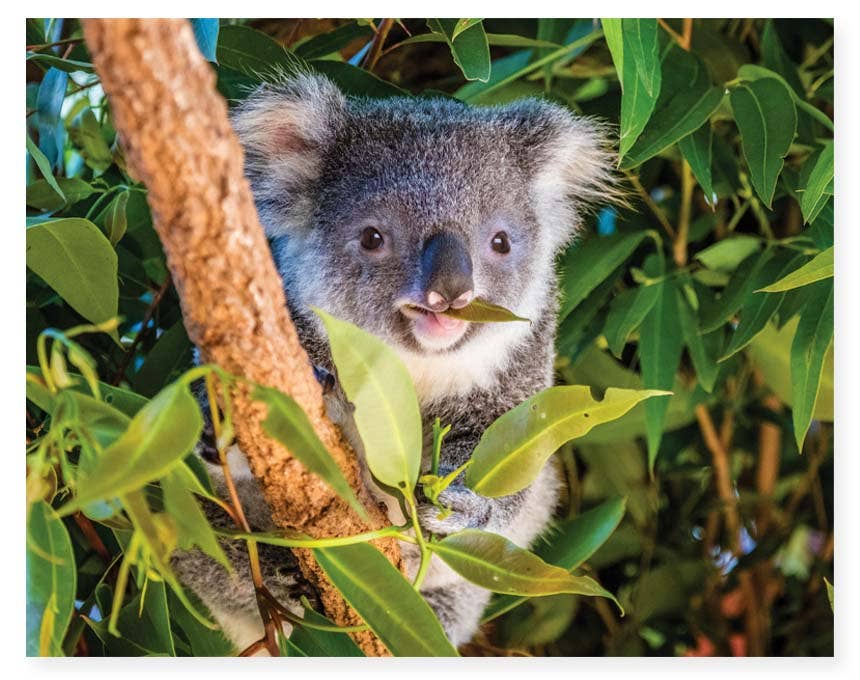 HINKLER MINDBOGGLERS KOALA JIGSAW PUZZLE - 1000 PIECES
