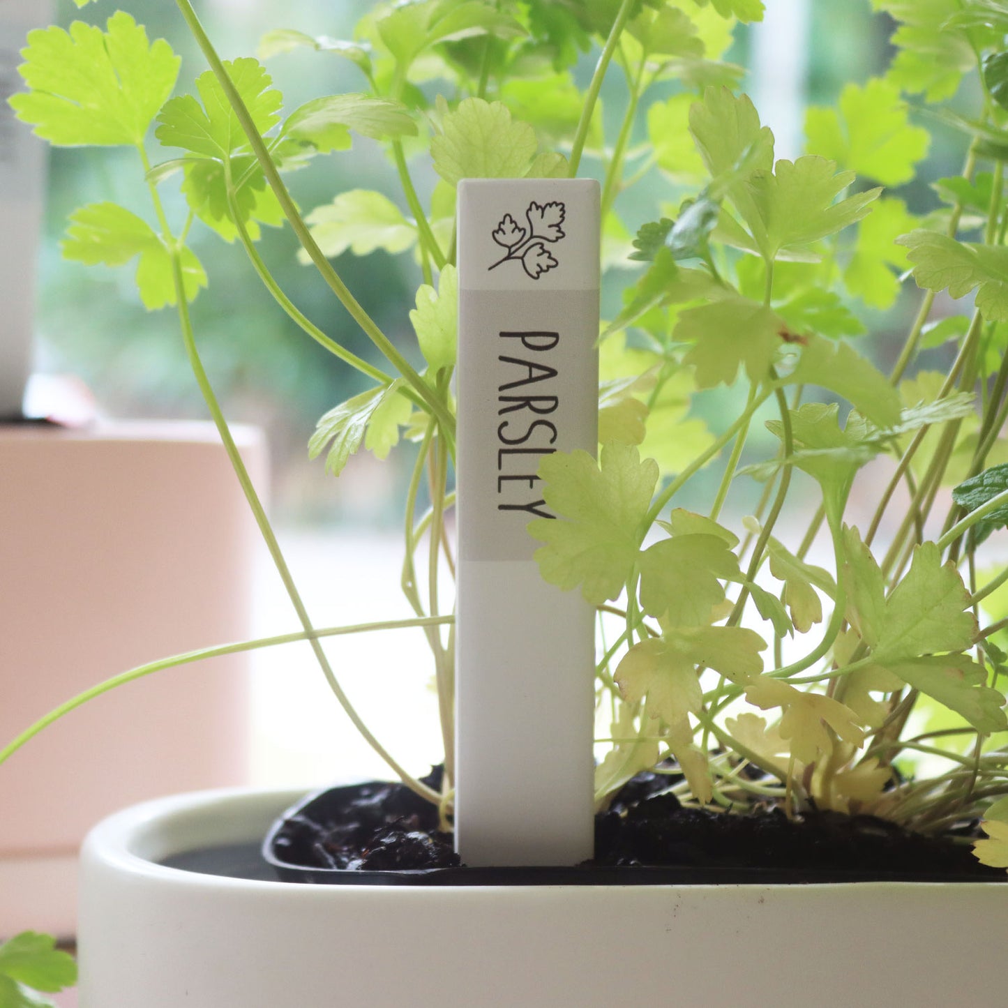 SPLOSH HOME GROWN HERB LABEL- PARSLEY