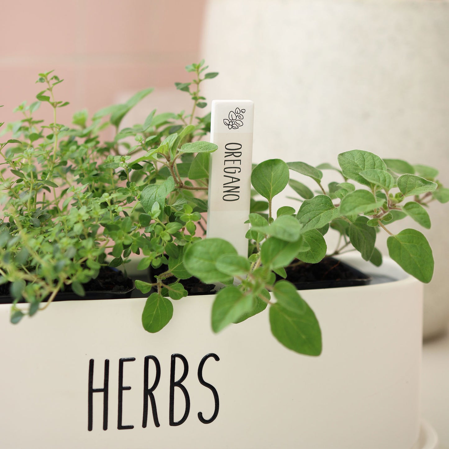 SPLOSH HOME GROWN HERB LABEL - OREGANO