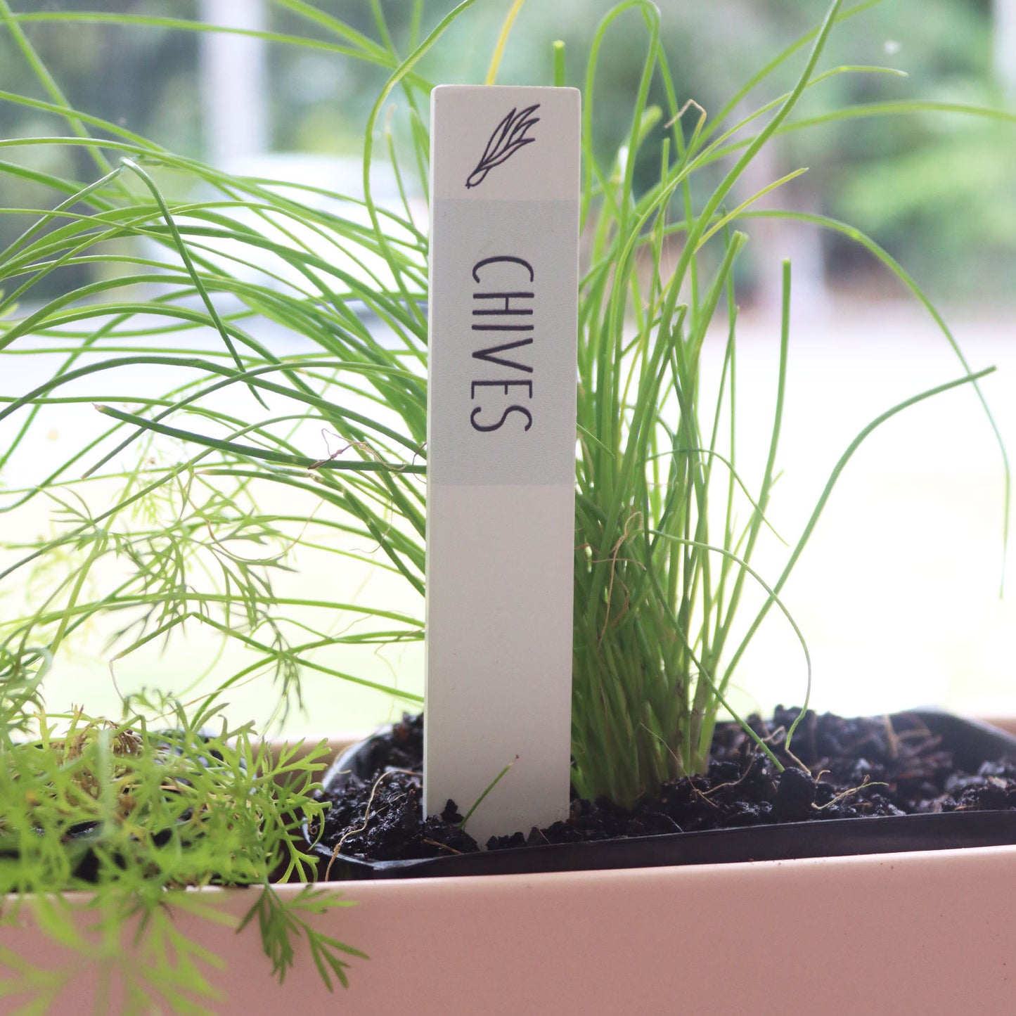 SPLOSH HOME GROWN HERB LABEL - CHIVES